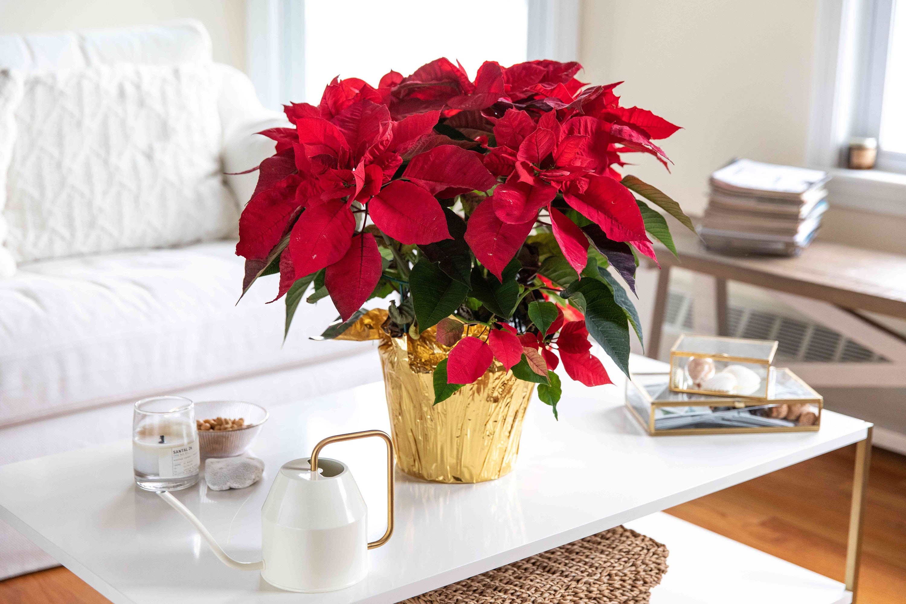 20 Poinsettia seeds and 10 Purple Holiday Cactus seeds Easy and fun to grow seeds for planting plus free Gift Limited Supply Order Now