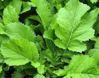 50 Mustard Greens Seeds Florida Broadleaf Herb plant on patio or garden Limited Supply Order Now