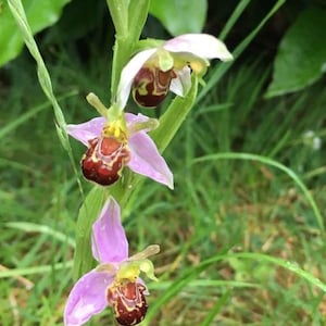 100 Laughing Bumble bee Orchid seed nd 20 Naked man Orchid seed Rare free Gift Nice home plant Limited supply Order now image 3