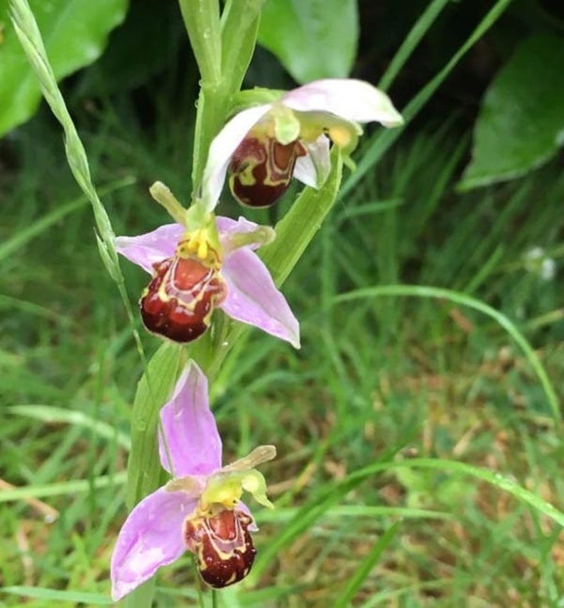 100 Laughing Bumble bee Orchid seed nd 20 Naked man Orchid seed Rare free Gift Nice home plant Limited supply Order now image 3