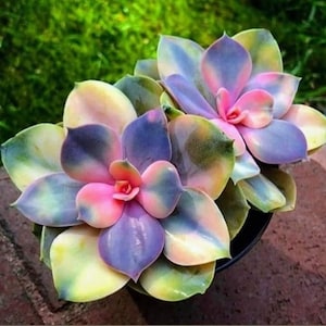 Könnte beinhalten: Zwei leuchtende Sukkulenten in Rosa, Lila, Grün und Gelb. Die Sukkulenten befinden sich in einem Topf und haben eine Rosettenform.