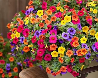 Kwiaty Superpetunii, 20 sztuk w mieszance Idealne do wiszących doniczek do domu lub ogrodu. Ograniczona ilość. Zamów już teraz!