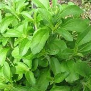 20 Stevia Bonbons Blatt-Kräuter-Samen süss und aromatisch. Einfach zu züchtende Samen für das Pflanzen von Samen für den Hausgarten + Geschenk begrenzter Vorrat Jetzt bestellen!