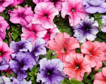 25 Dwarf Petunia Veined  Mix flower seeds Bright and colorful plant easy to grow on patio or garden Limited Supply Order Now