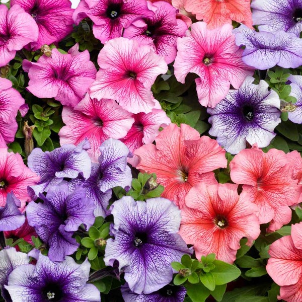 25 Dwarf Petunia Veined  Mix flower seeds Bright and colorful plant easy to grow on patio or garden Limited Supply Order Now