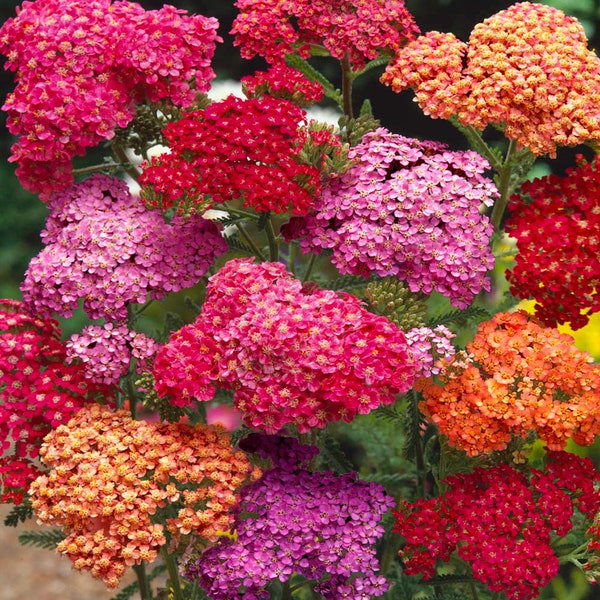 30 Yarrow Pastel Flower seed mix perennial easy and fun to grow patio or flower beds Limited Supply Order Now