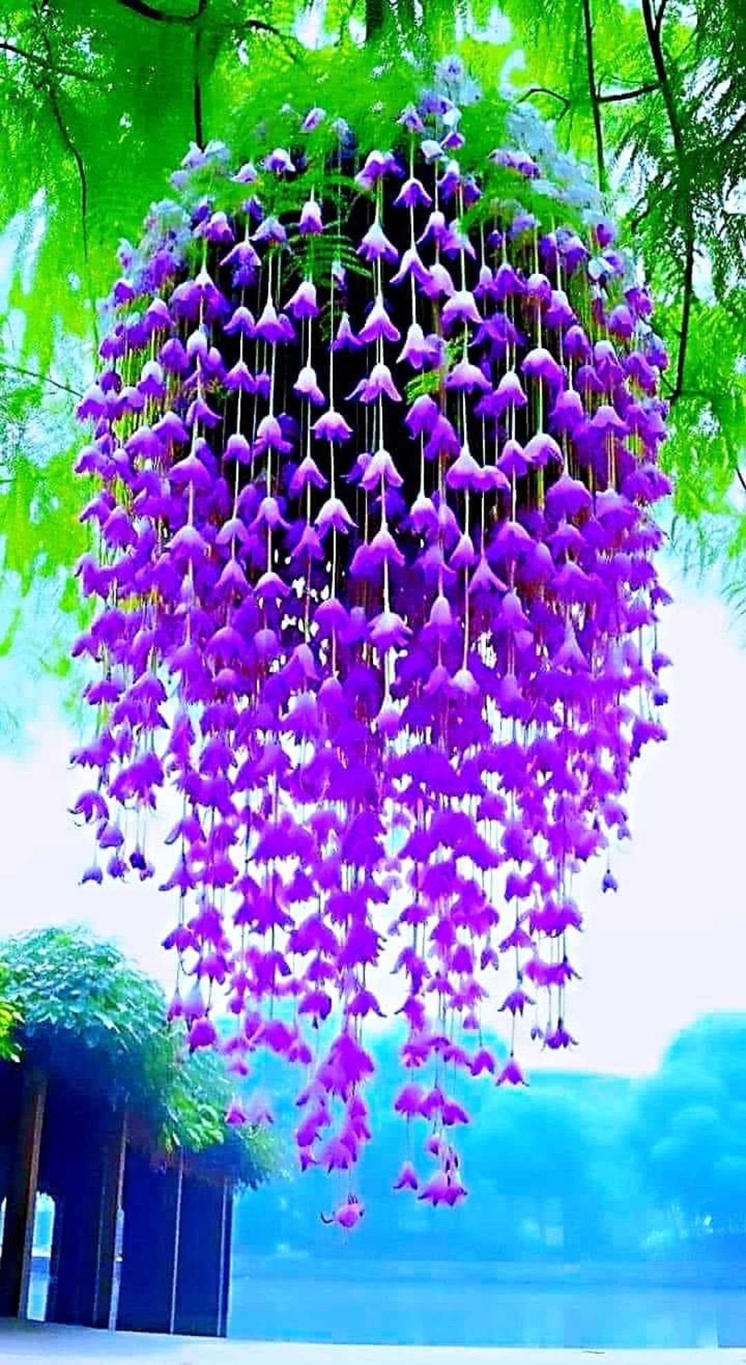 20 Canterbury Bell Flower Seeds Great for Hanging Baskets and 20
