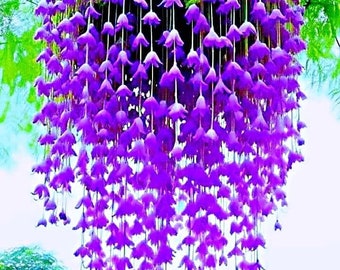20  Canterbury Bell flower Seeds Great for Hanging Baskets  and 20 Clematis vine seeds for planting home garden seeds Limited Order Now
