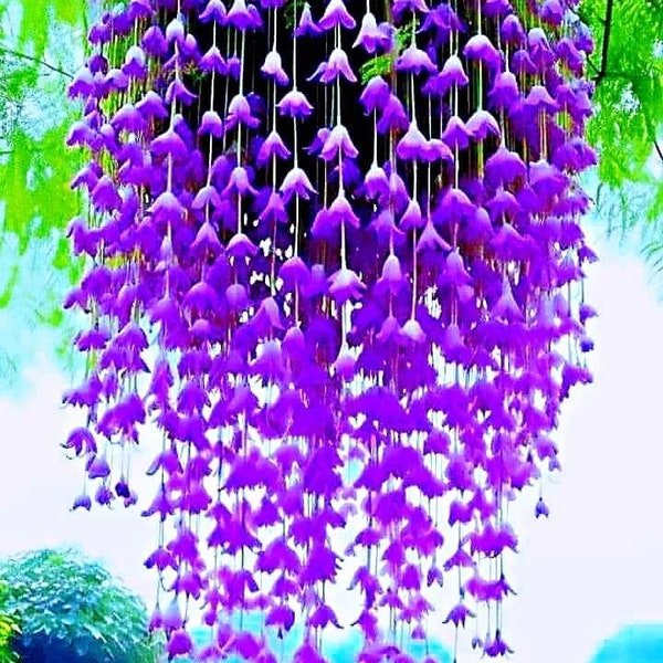 20  Canterbury Bell flower Seeds Great for Hanging Baskets  and 20 Clematis vine seeds Limited Order Now