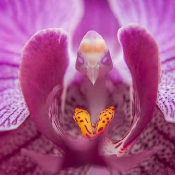 最終！50%オフ✴︎希少✴︎マーメイドフラワー✴︎アンダラク Naked Man Orchid Flowers 100 Seed & 20 Moth Orchid Seeds Garden