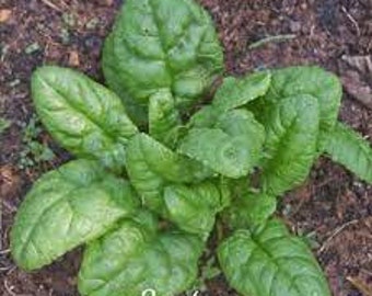 20 Spinach Bloomsdale seeds Non GMO Delicious  and easy to grow plant USA Shipping only  Limited supply Order Now