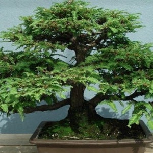 SALE 10 sequoia Redwood Bonsai tree seed and 10 Blue Spruce bonsai tree seed fun to grow , home or patio Plus free gift, Limited Order now image 2