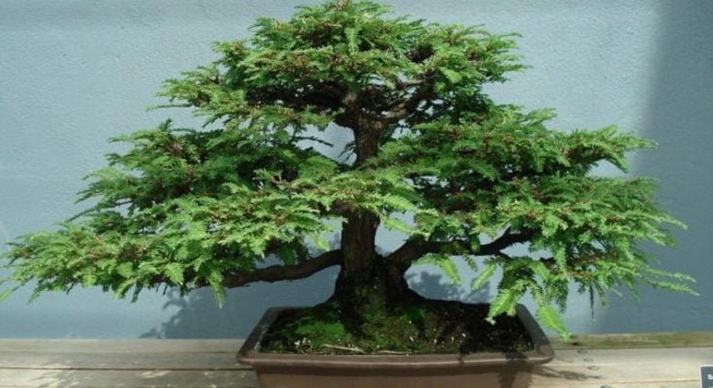 SALE 10 sequoia Redwood Bonsai tree seed and 10 Blue Spruce bonsai tree seed fun to grow , home or patio Plus free gift, Limited Order now image 2