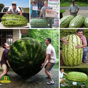 OMG! Found Giant Watermelon on Google Earth