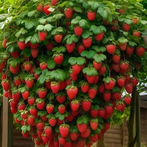 20 graines de bonsaï fraises et 10 graines de bonsaï myrtille Graines de qualité rare Amusant à cultiver et cadeau gratuit Commande limitée maintenant image 1