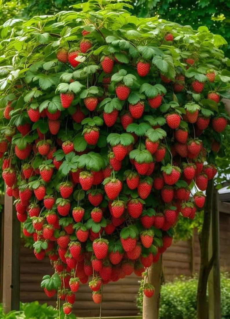 20 graines de bonsaï fraises et 10 graines de bonsaï myrtille Graines de qualité rare Amusant à cultiver et cadeau gratuit Commande limitée maintenant image 1
