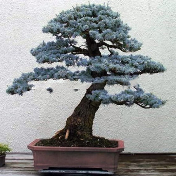 Cherry Blossom Bonsai 20 Seed & 20 Bonsai Blue Spruce Seed, for