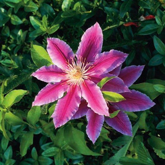 10 Clematis Vine Flower Seeds Great for Trellis Plant Etsy