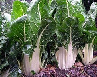 20 Giant Swiss Chard Lucullus seed Delicious and easy to grow USA Shipping only plant Fast Shipping Limited Supply Order Now