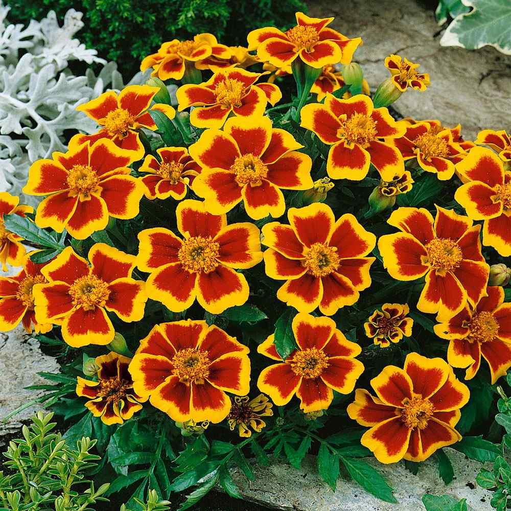 25  French Marigold  Champion Flame flower seed. Easy seeds for planting home garden seeds. Plus free Gift Limited Supply Order Now!