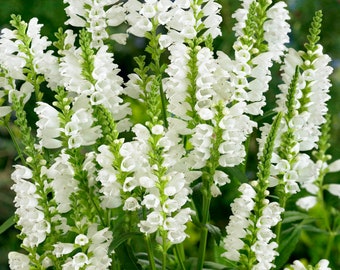 30 Obediant plant Virginian white flower Seeds Perennial Fun and easy to grow patio or beds Limited supply Orde Now
