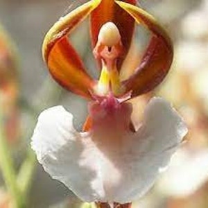 May include: A close-up of a white and pink orchid with orange and brown petals. The flower resembles a dancing woman with outstretched arms.
