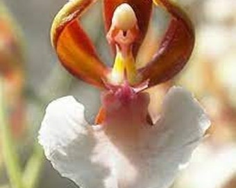 100 graines de fleur d'orchidée ballerine et 20 plantes de fleur d'orchidée visage de singe Plus cadeau gratuit Idéal pour la maison et la terrasse Approvisionnement limité Commandez maintenant