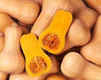 15 Winter Squash Waltham Butternut Seeds Tasty and fun and easy plant to grow USA Shipping Only Non GMO Limited Supply Order Now