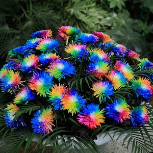 SALE 20 Clematis Vine Flower seed and 20 Rainbow Chrysanthemum Seed Plus free gift seed Easy to grow on home or patio ,Limited Order Now image 2