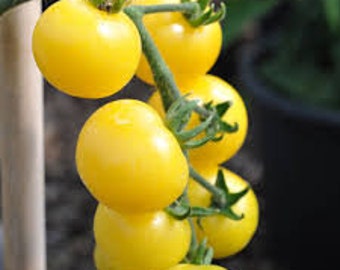 20 Snow White Cherry Tomato Seeds organic  Low acidic Non GMO Plant on patio or garden Limited Supply Order Now