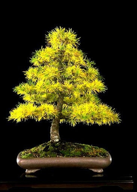 Bonsai Japanische Lrche 20 samen & 20 Sequia Redwood samen, Haus und  garten pflanzen Plus gratis Geschenk Limitierte Lieferung Jetzt Bestellen!  - Etsy sterreich