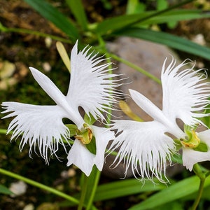 100 White Dove Orchid Flower seed and 20 Laughing Bumblebee seed High Quality seed Plus gift nice home plant limited supply Order now image 4