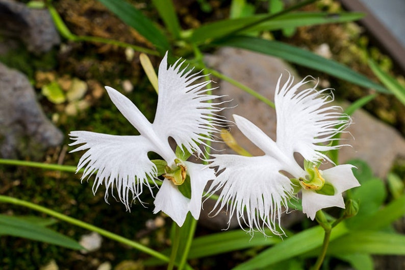 100 graines de fleur d'orchidée colombe blanche et 20 graines de bourdon rieur de haute qualité cadeau en plus belle plante d'intérieur approvisionnement limité Commandez maintenant image 4