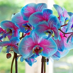 Op de afbeelding: Een tros roze en blauwe orchideeën met witte strepen. De orchideeën bloeien en hebben delicate bloemblaadjes.