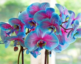 100 Rainbow Orchid-bloemzaden Leuk om te kweken. Plant op terras of binnen Plus gratis geschenk Beperkt aanbod Bestel nu!