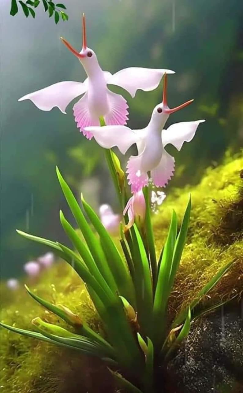 100 Orchid White Cloud Bird Flower seed and 20 Egret Orchid flower seed Fun to grow Home or Patio Limited Supply Order Now image 1