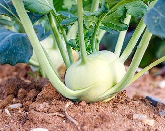 20 Kohlrabi Early White Vienna Non GMO seed tasty and easy to grow Hardy and Bountiful, plant in garden or patio Limited Supply Order Now
