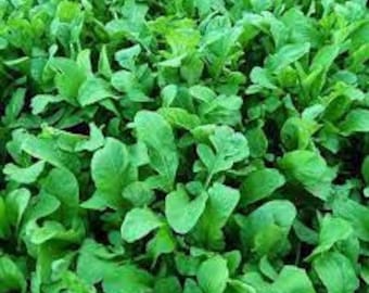 20 Arugula Astro seeds Non GMO Enjoy in salads Plant o patio or garden Limited supply Order Now