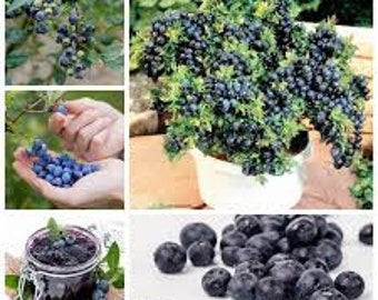 N RARE Bonsai DWARF Sunshine BLUEBERRIES 5 ,40 ,100 0r 200 Seeds -Combined  shipping Discount(Pay just for the first item)Grow Indoors Or Out - Etsy.de