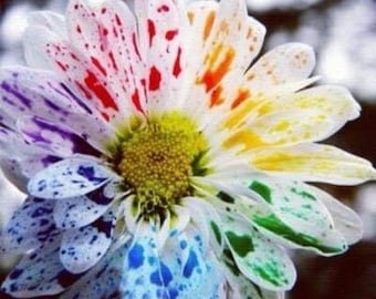 SALE 20 Rainbow Water color  Chrysanthemum seed  Fun  easy to grow Nice for home and patio Limited Supply Order Now