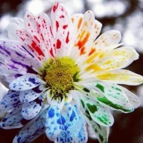 Rainbow Watercolor Chrysanthemum  2 Packs of 20 Seeds, home garden planting Limited Supply Order Now!