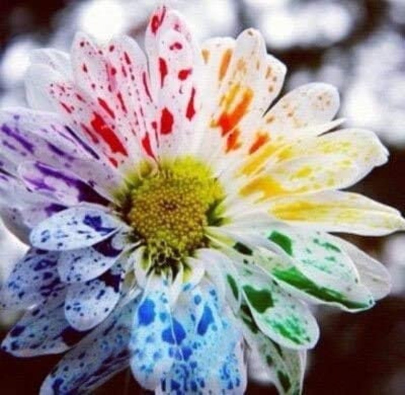 SALE 20 Rainbow Water color Chrysanthemum seed Fun easy to grow Nice for home and patio Limited Supply Order Now image 1