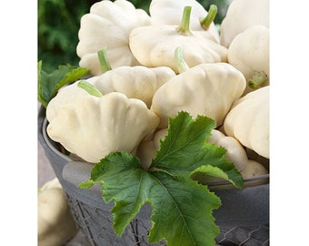 15 Squash Summer Early white Bush Scallop seeds Non GMO Delicious  and easy to grow USA Shipping only Limited Supply Order Now