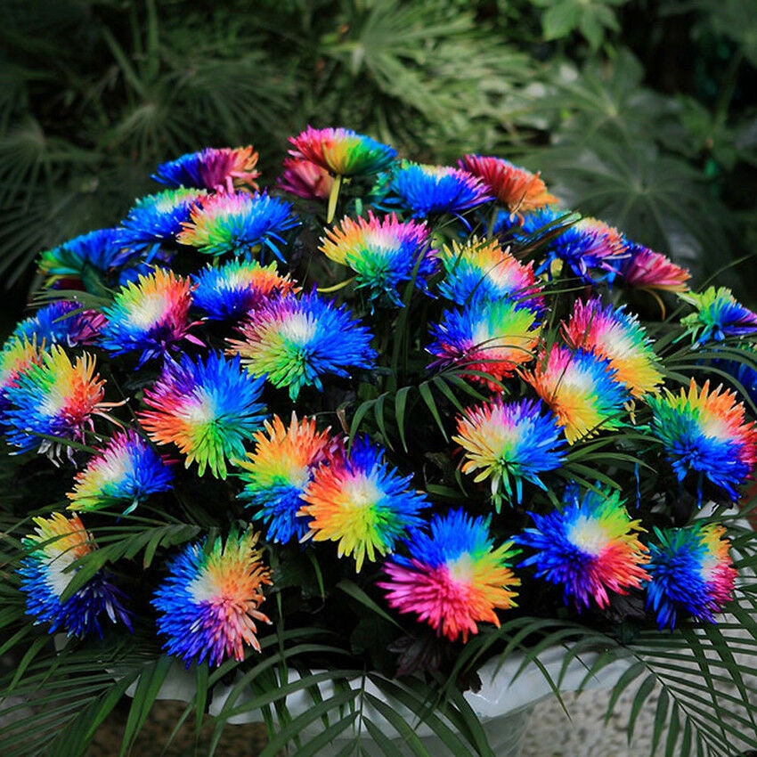 Buy Tiger Stripe Blue Rose 20 Seed Rare Variety, and 20 Rainbow ...