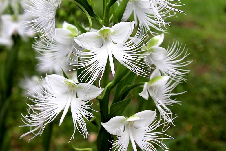 10 Parrot Orchid Flower seeds and 20 Egret orchid flower seed Plus Free Gift Nice home plant Decor Fast shipping Order now limited supply 10 Parrot Orchid Flower seeds and 20 Egret orchid flower seed Plus Free Gift Nice home plant Decor Fast shipping Order now limited supply