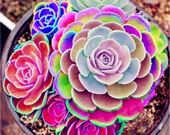 VENTA 20 semillas de cactus Rainbow Lotus lithops y 10 cactus suculentas y coloridas mezclas divertidas para cultivar en casa, patio más regalo Pedido limitado ahora