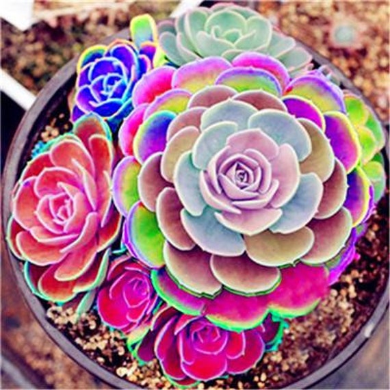 Regenbogen Lithops 20 Samen und 10 Kaktus Sukkulenten Mix, Pflanze im Haus  oder Garten Plus gratis Geschenk Limited Versorgung jetzt bestellen! -  Etsy.de