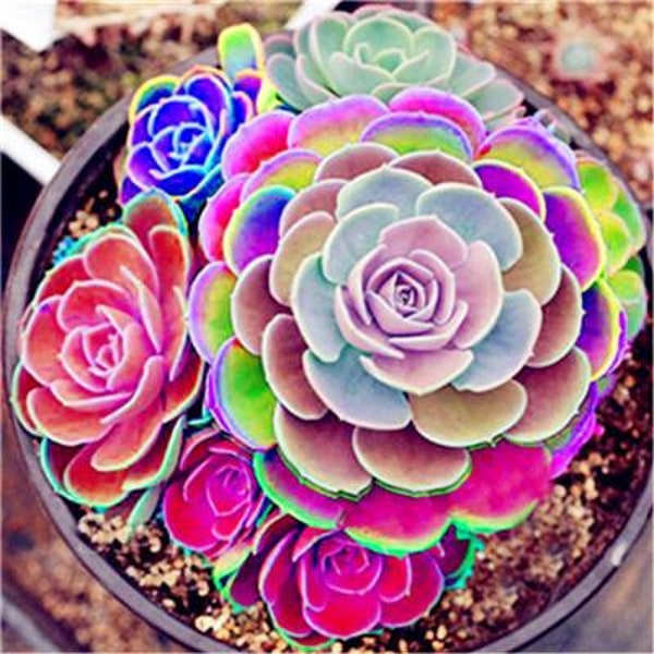 VENTA 20 semillas de cactus Rainbow Lotus lithops y 10 cactus suculentas y coloridas mezclas divertidas para cultivar en casa, patio más regalo Pedido limitado ahora