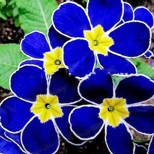May include: Close-up of blue primrose flowers with yellow centers. The flowers have white edges and are arranged in a cluster.