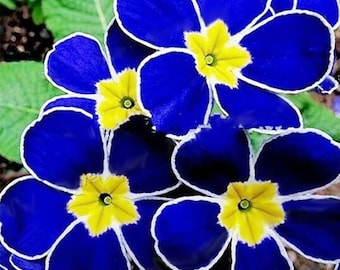 20 Primrose  Gorgeous blue and yellow flower seed Fun and easy to grow in patio or garden Limited supply Order Now